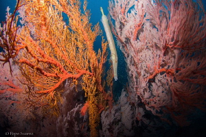 Trumpet fish hiding in the sea fans by Pepe Suarez 
